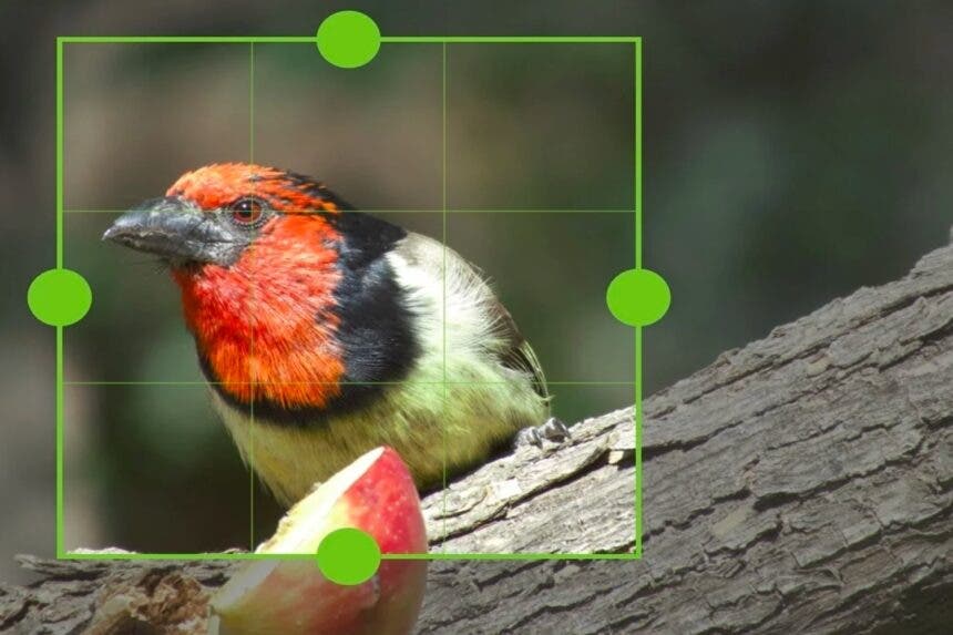 Riconoscere animali tramite fotocamera e applicazione Android